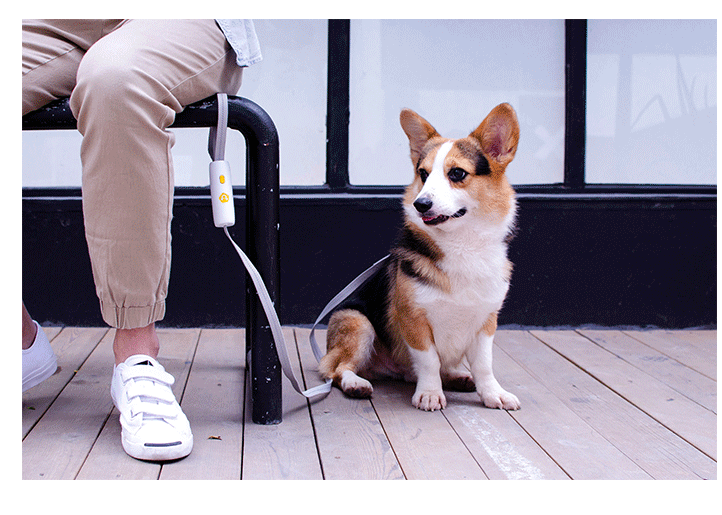 Dog Elastic Leash Small And Medium-sized Dog Leash