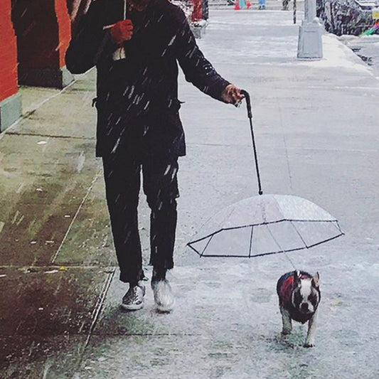 Transparent Pet Umbrella Dog Leash